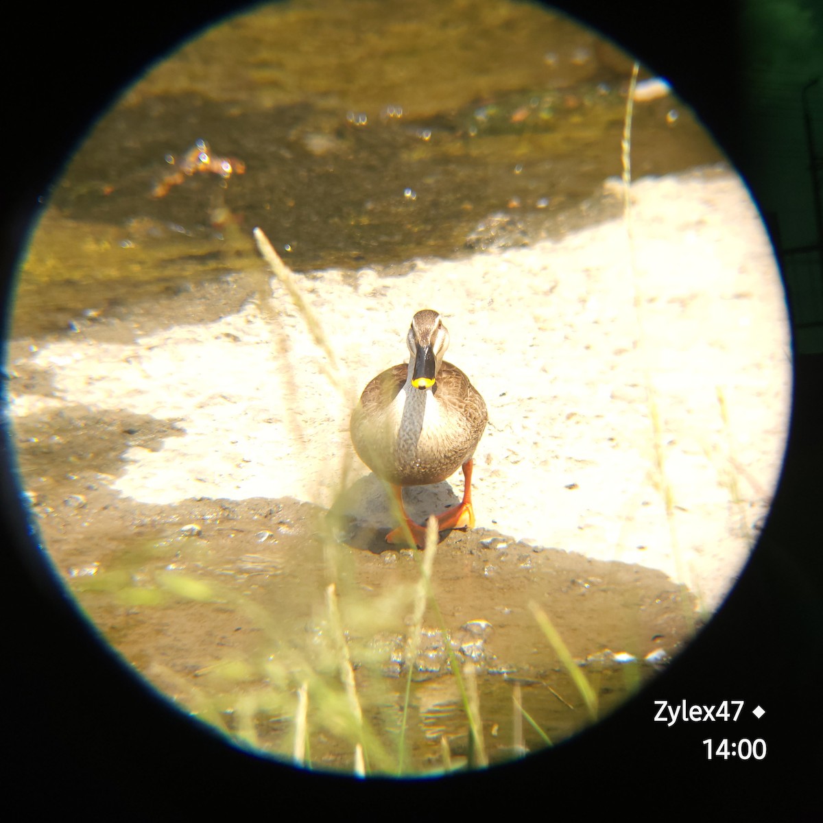 Eastern Spot-billed Duck - ML619759934