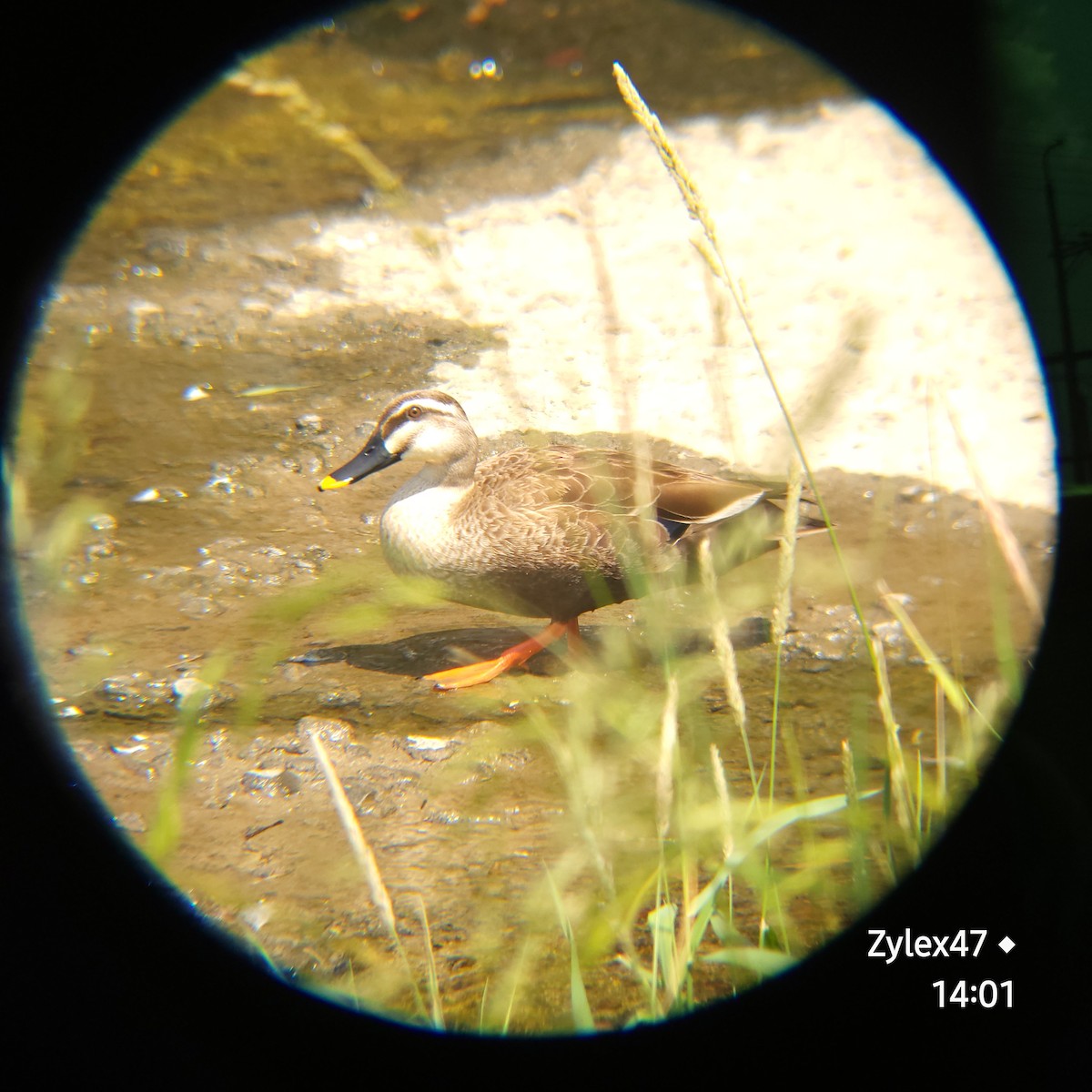 Eastern Spot-billed Duck - ML619759935
