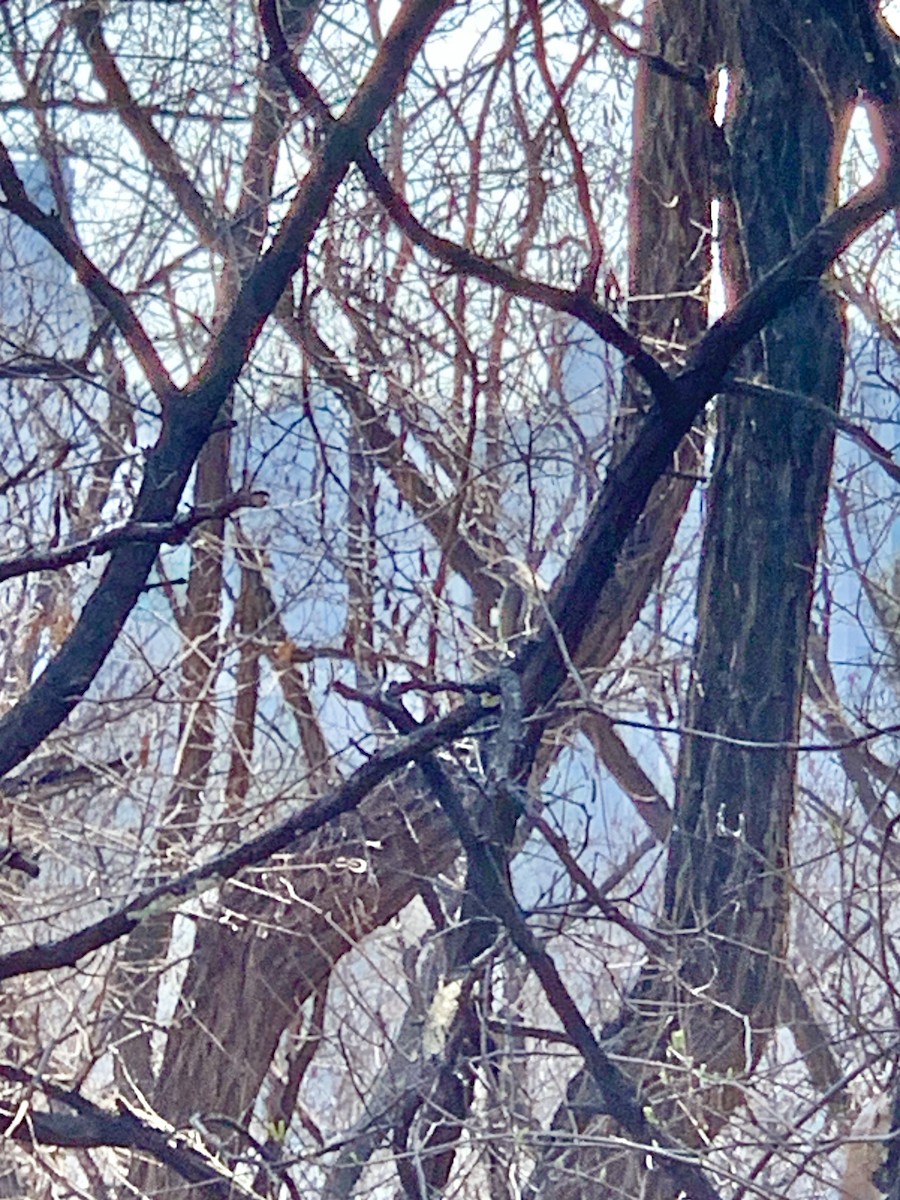 Gray-headed Woodpecker - ML619759958