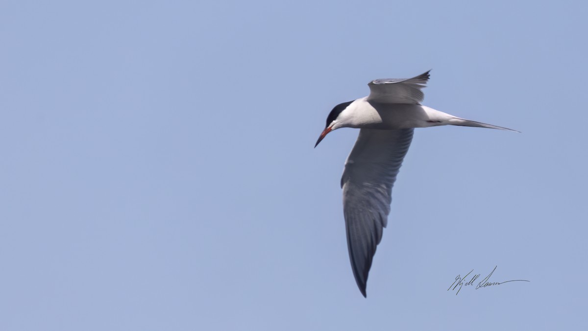 Common Tern - ML619759984
