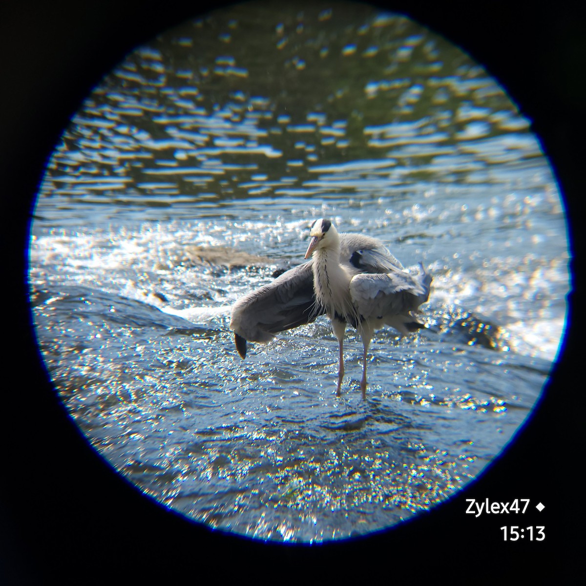 Gray Heron (Gray) - ML619759990