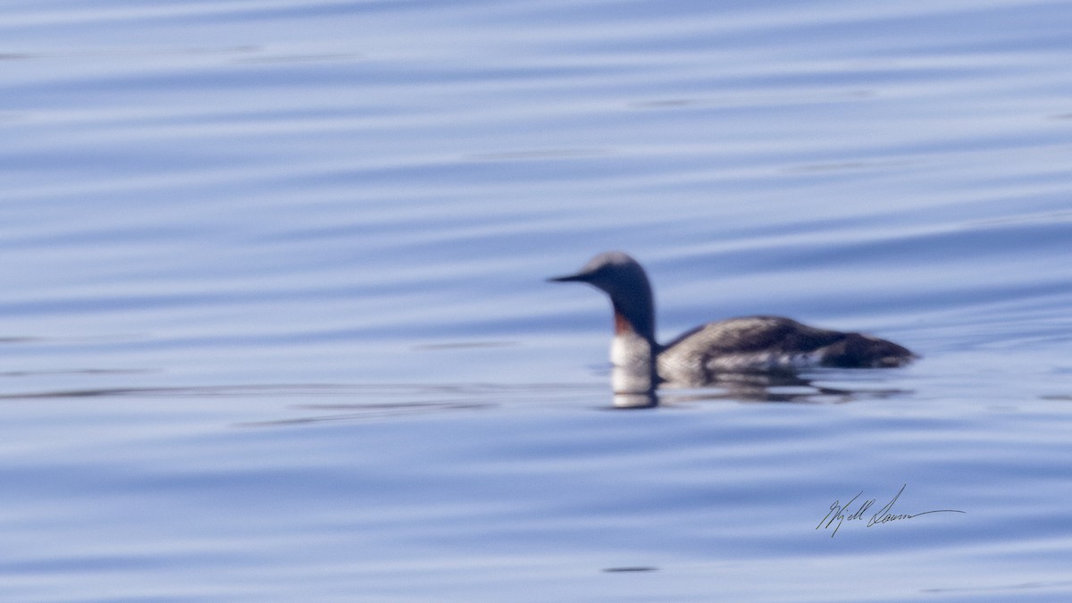 Red-throated Loon - ML619760007