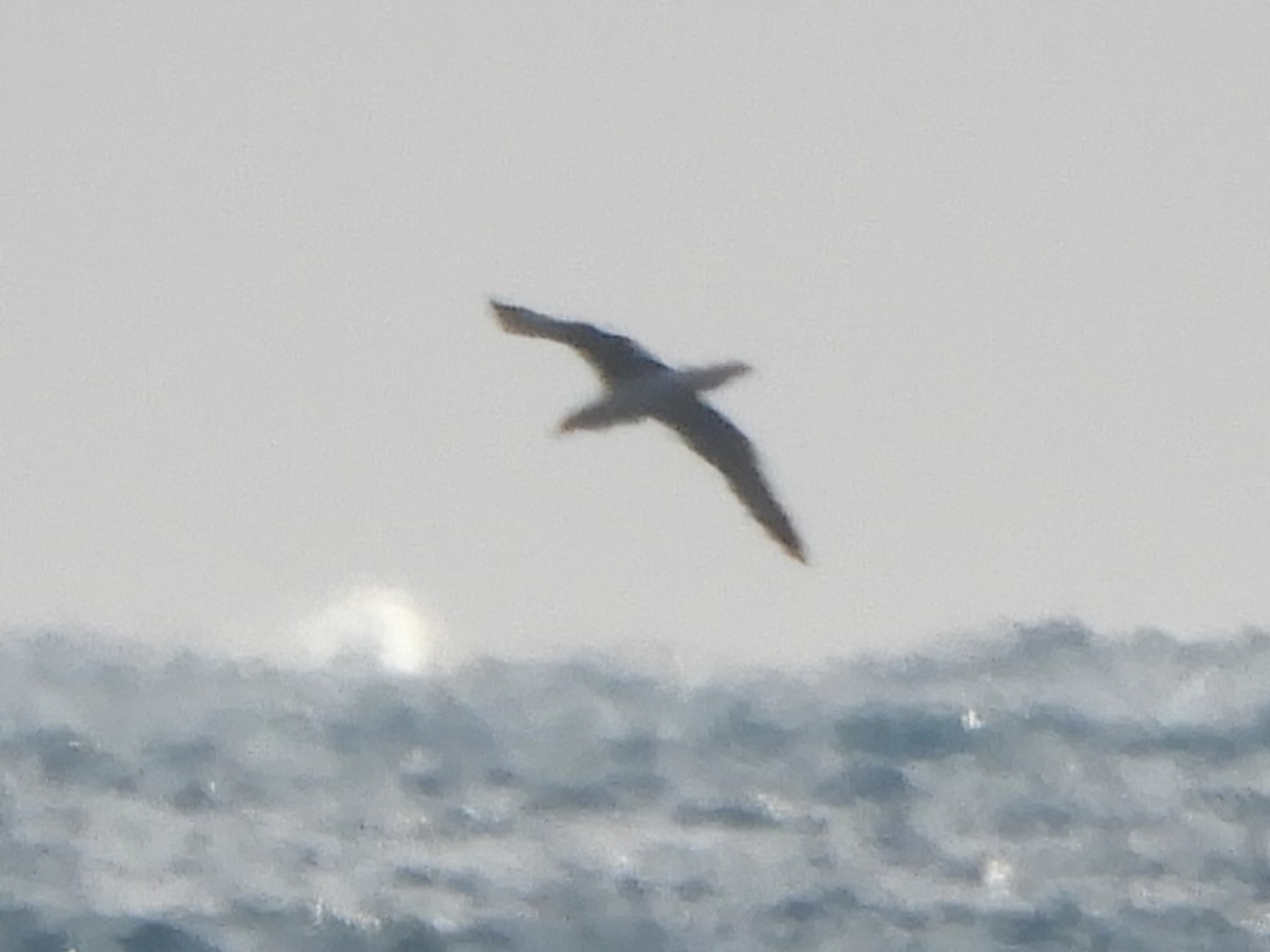 White-capped Albatross - ML619760017