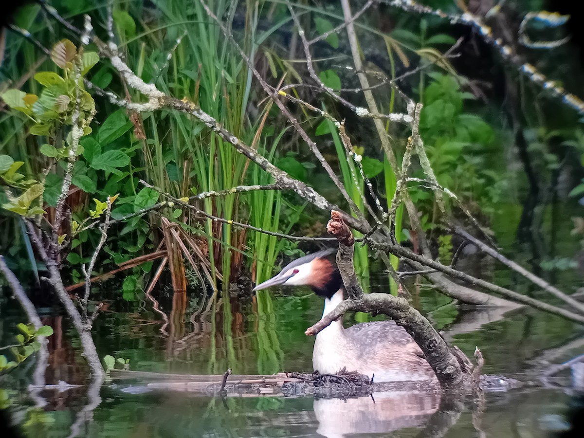 Great Crested Grebe - ML619760026