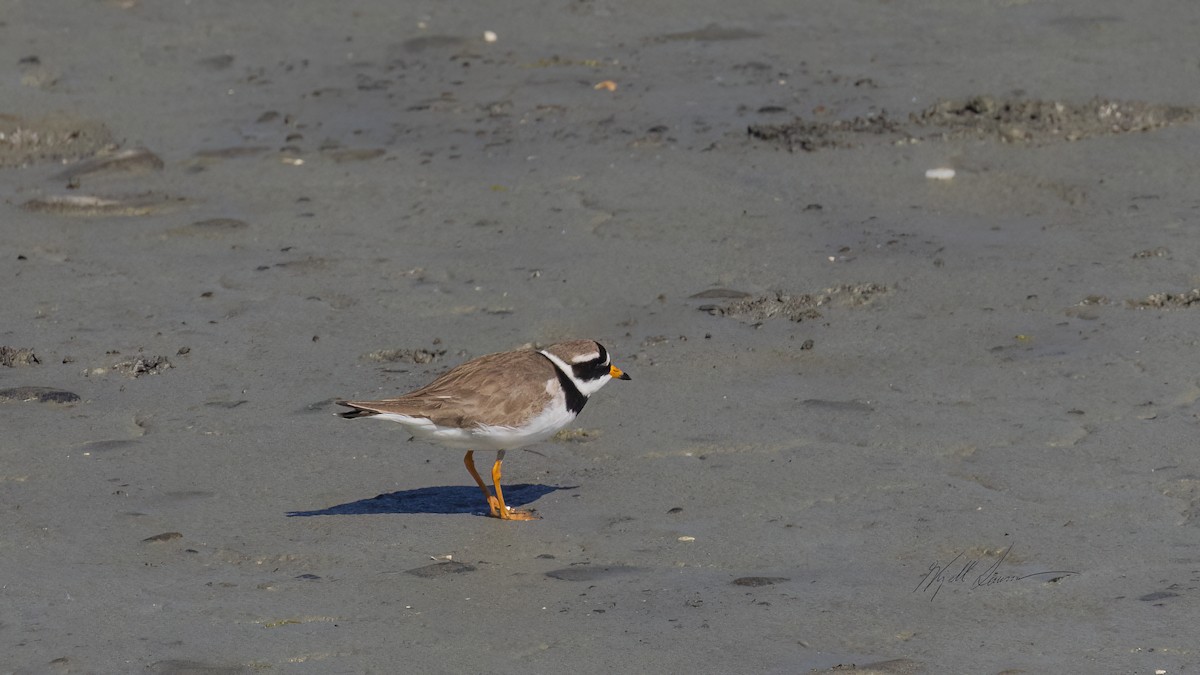 Common Ringed Plover - ML619760027