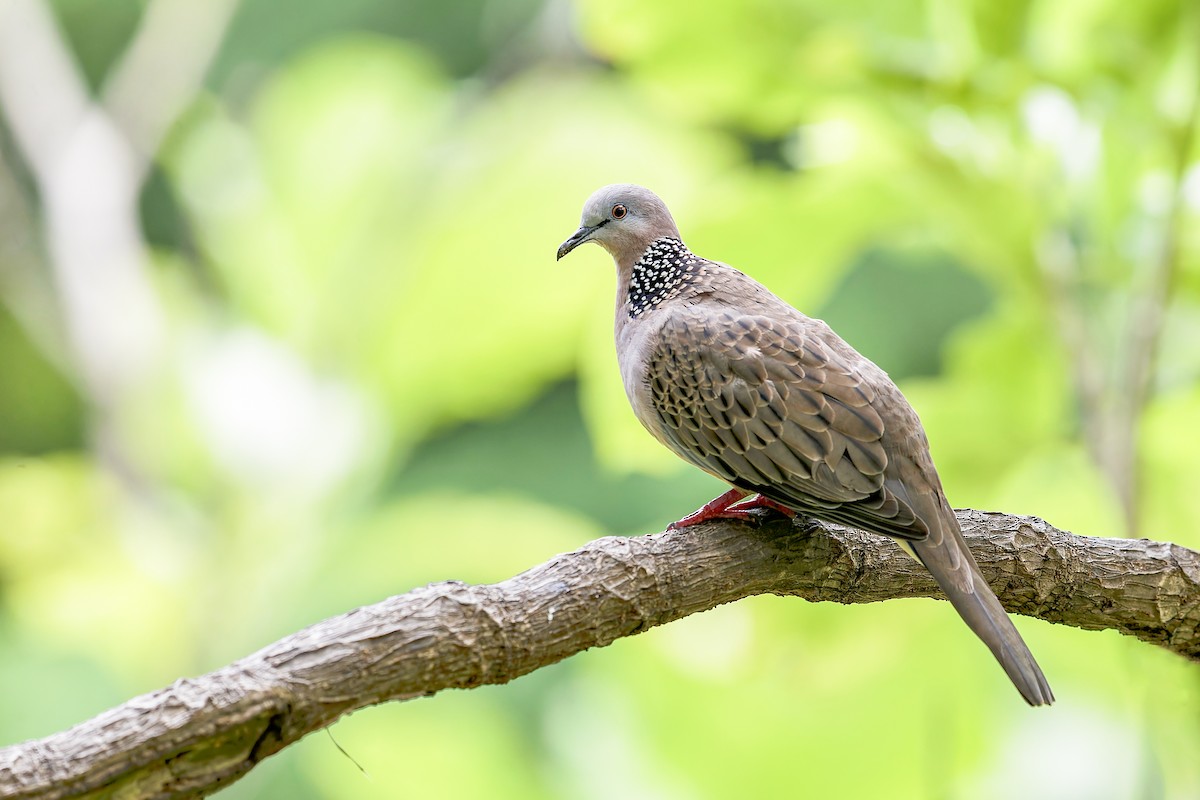 Spotted Dove - ML619760029
