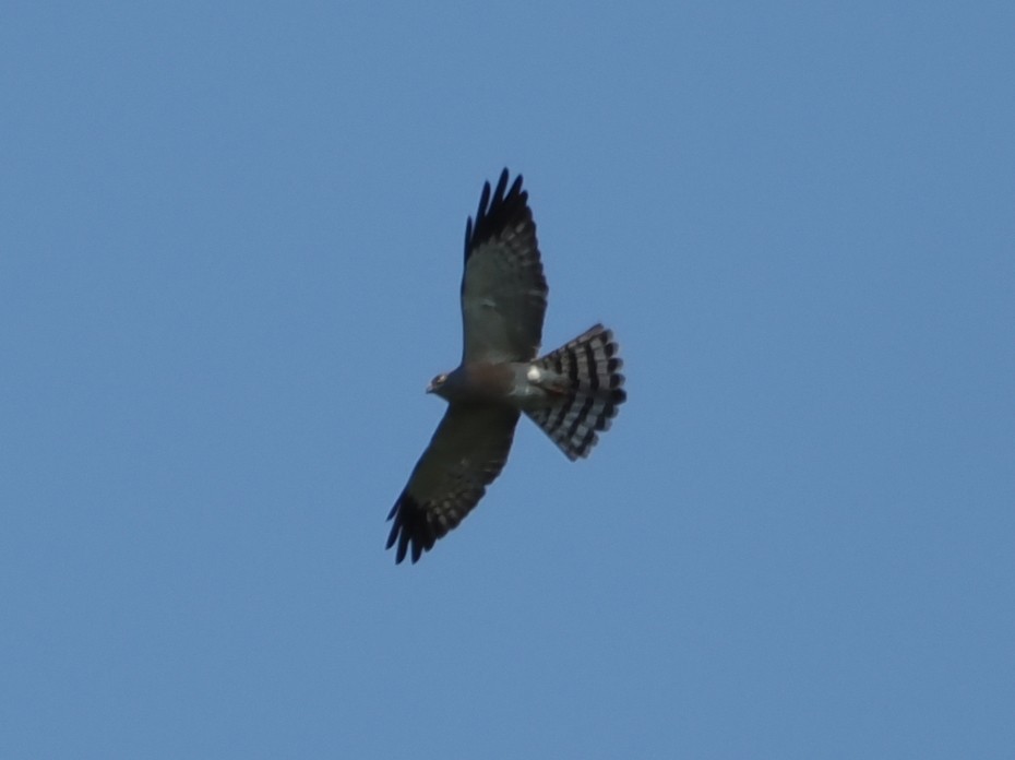 Chinese Sparrowhawk - ML619760032