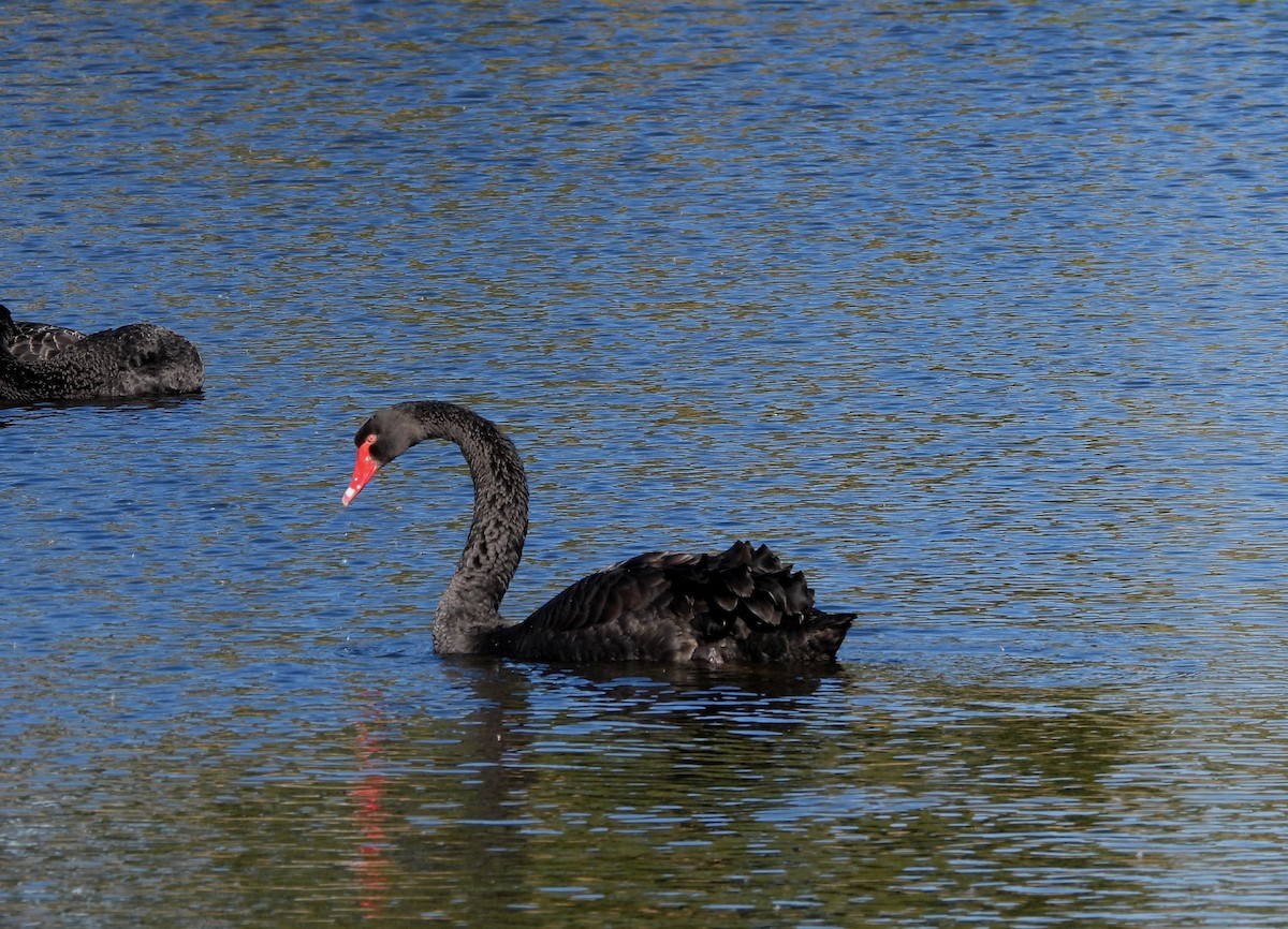 Black Swan - ML619760062