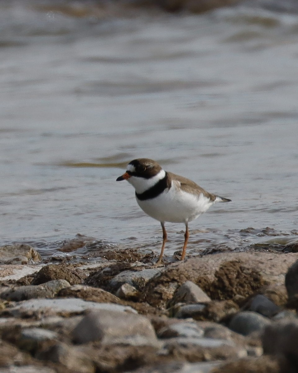 Semipalmated Plover - ML619760066
