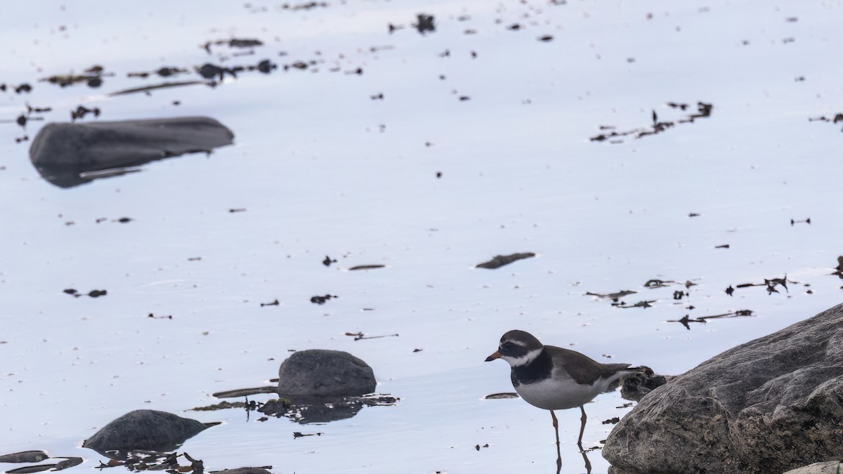 Common Ringed Plover - ML619760074