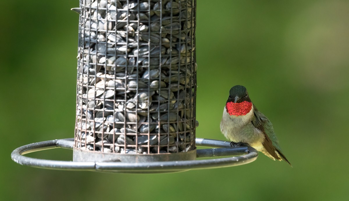 Ruby-throated Hummingbird - ML619760115