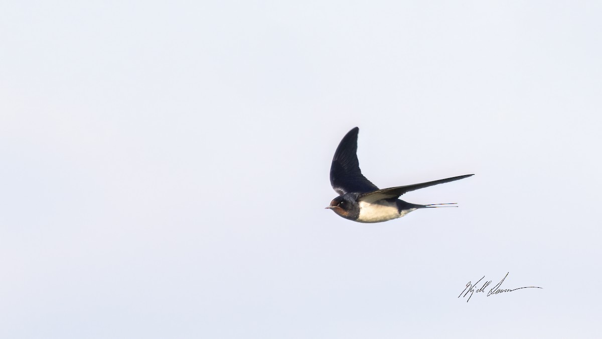 Barn Swallow - ML619760125