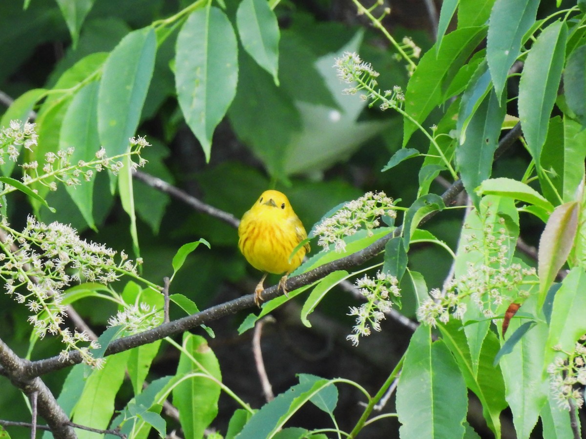 Yellow Warbler - ML619760126
