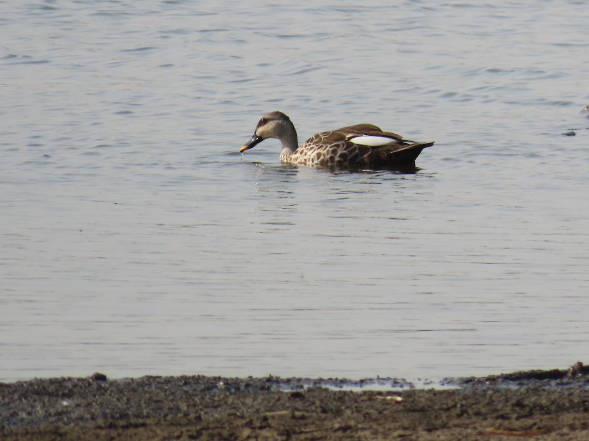 Indian Spot-billed Duck - ML619760144