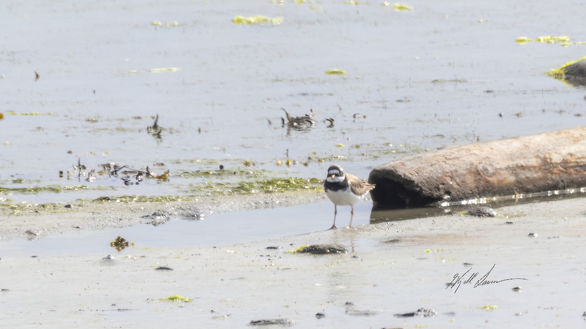 Common Ringed Plover - ML619760168