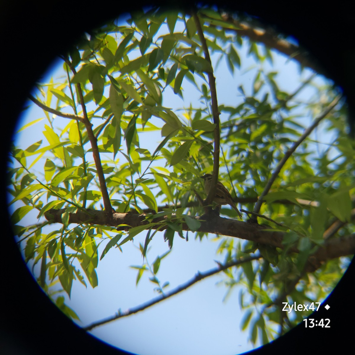 Eurasian Tree Sparrow - ML619760201