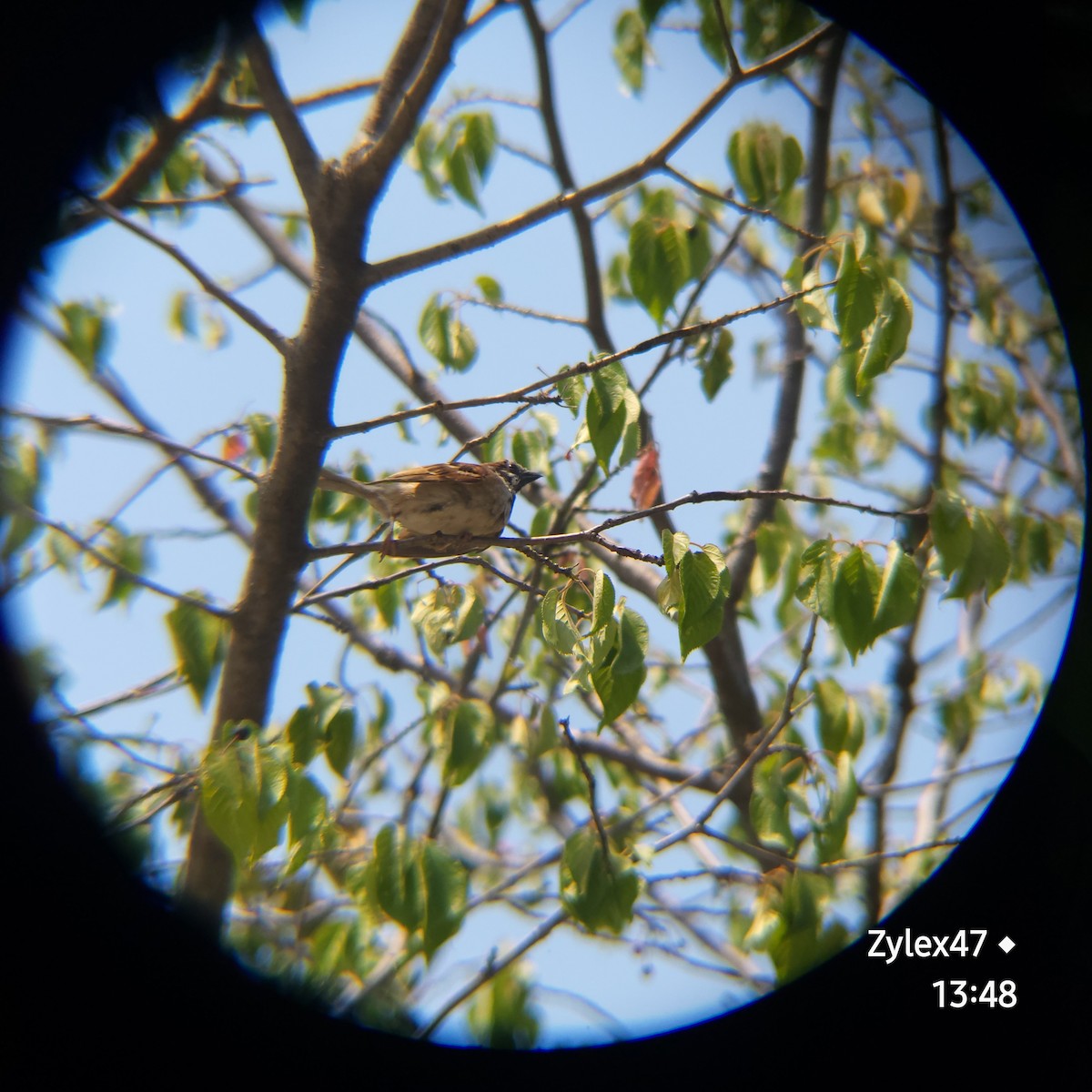 Eurasian Tree Sparrow - ML619760202