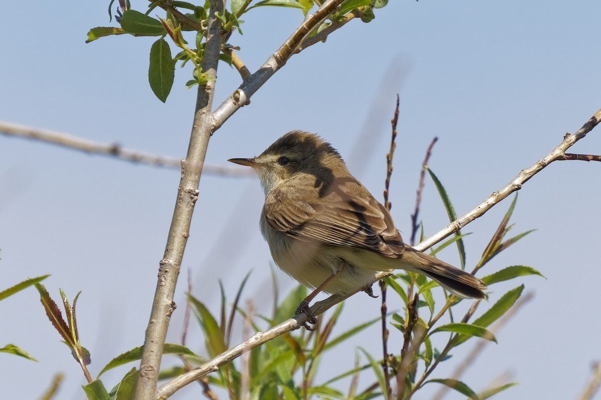 Booted Warbler - ML619760223