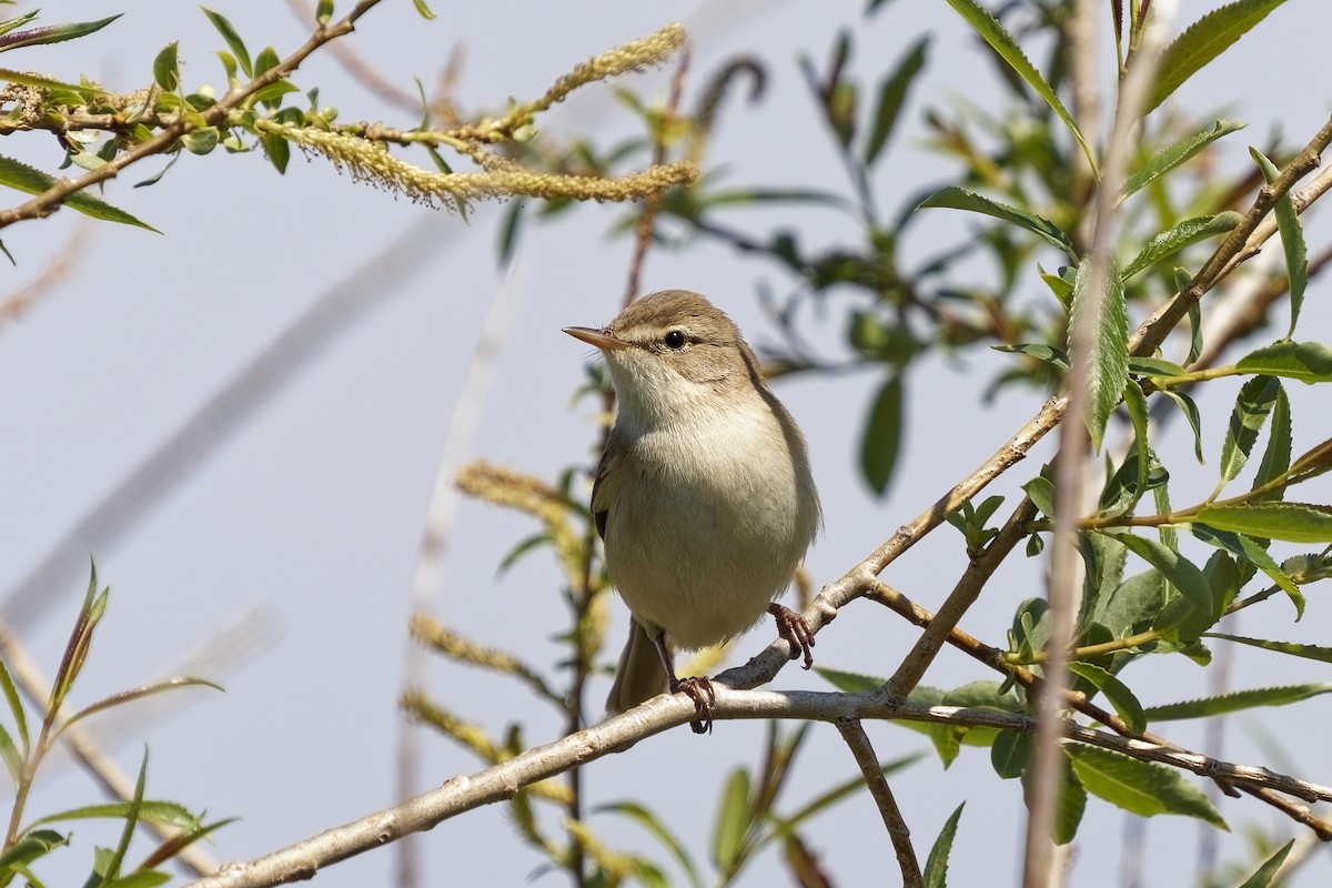 Booted Warbler - ML619760224