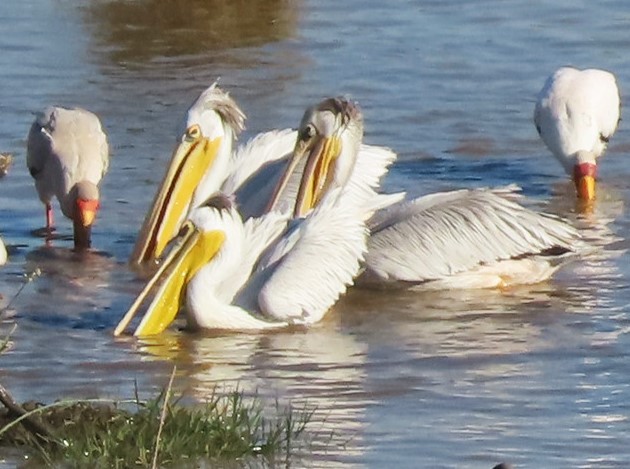 Pink-backed Pelican - ML619760237