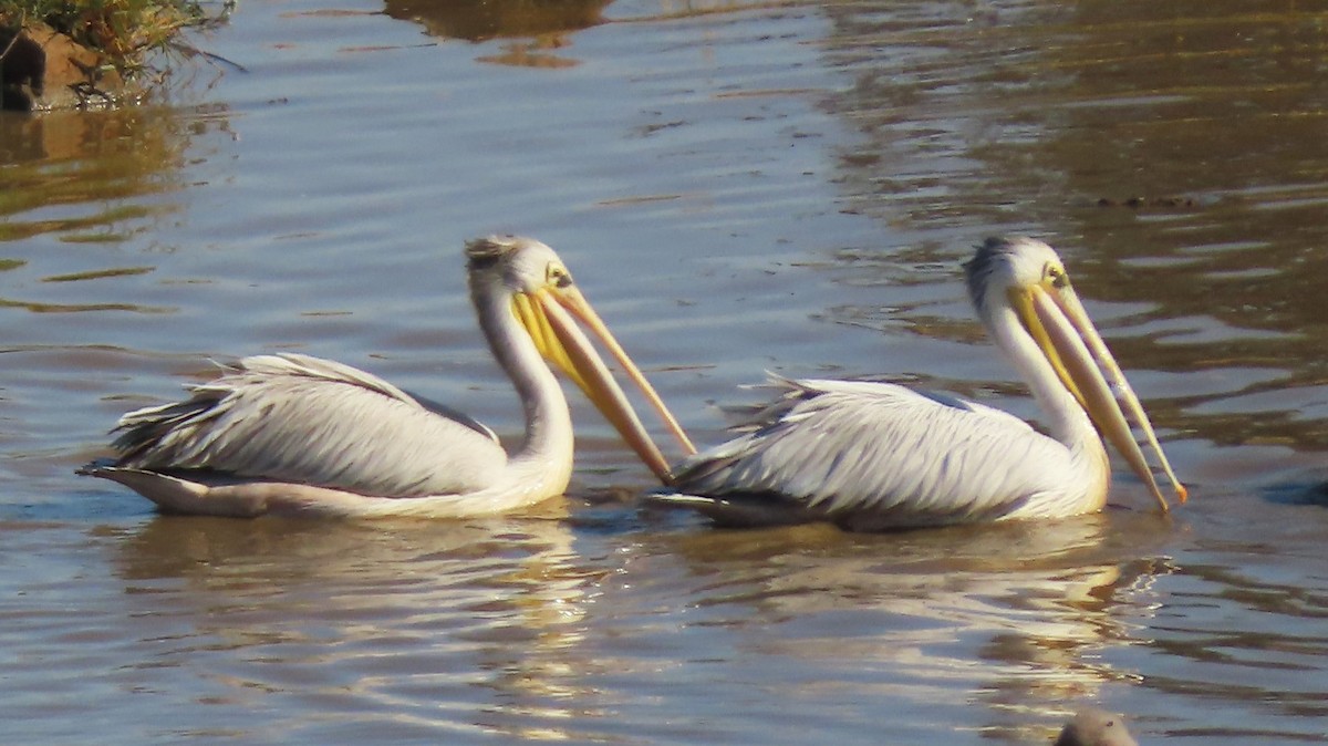 Pink-backed Pelican - ML619760238