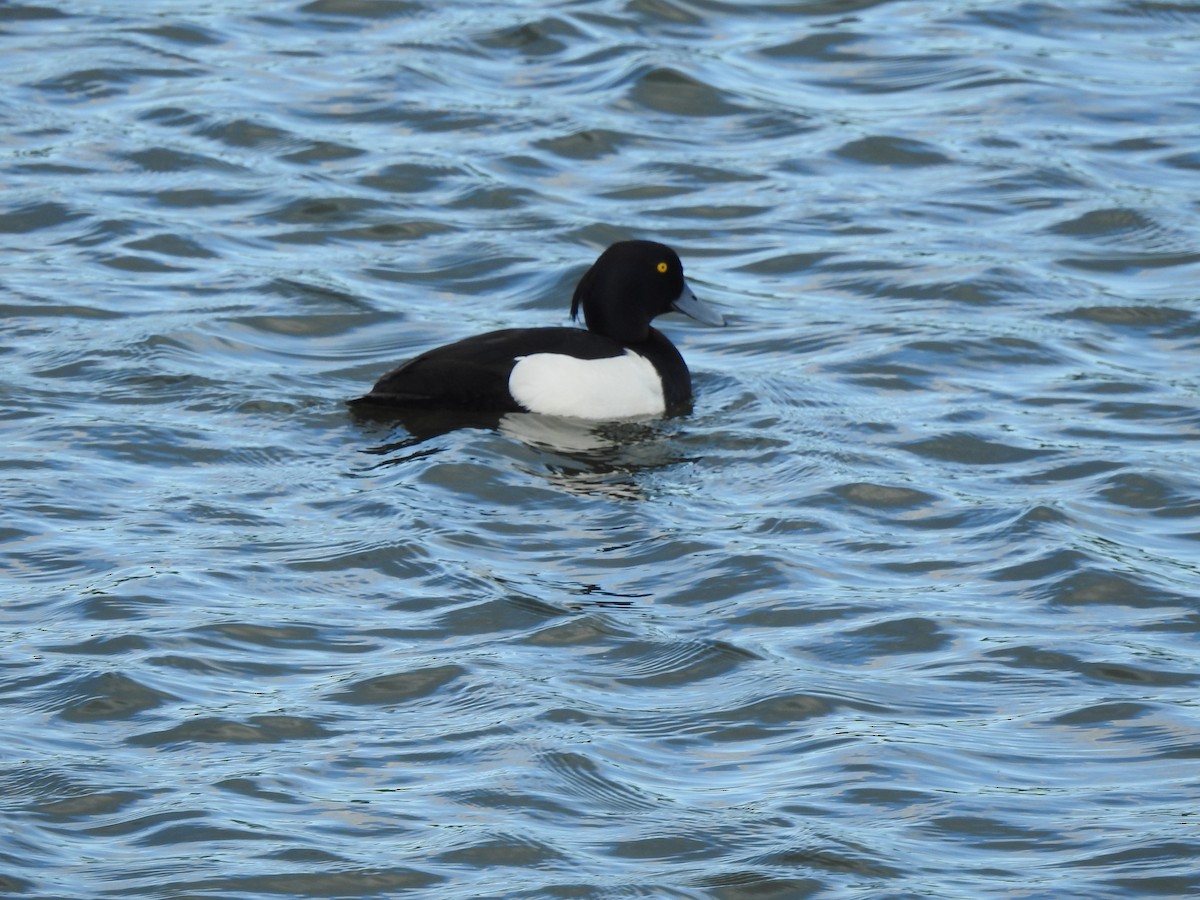 Tufted Duck - ML619760283