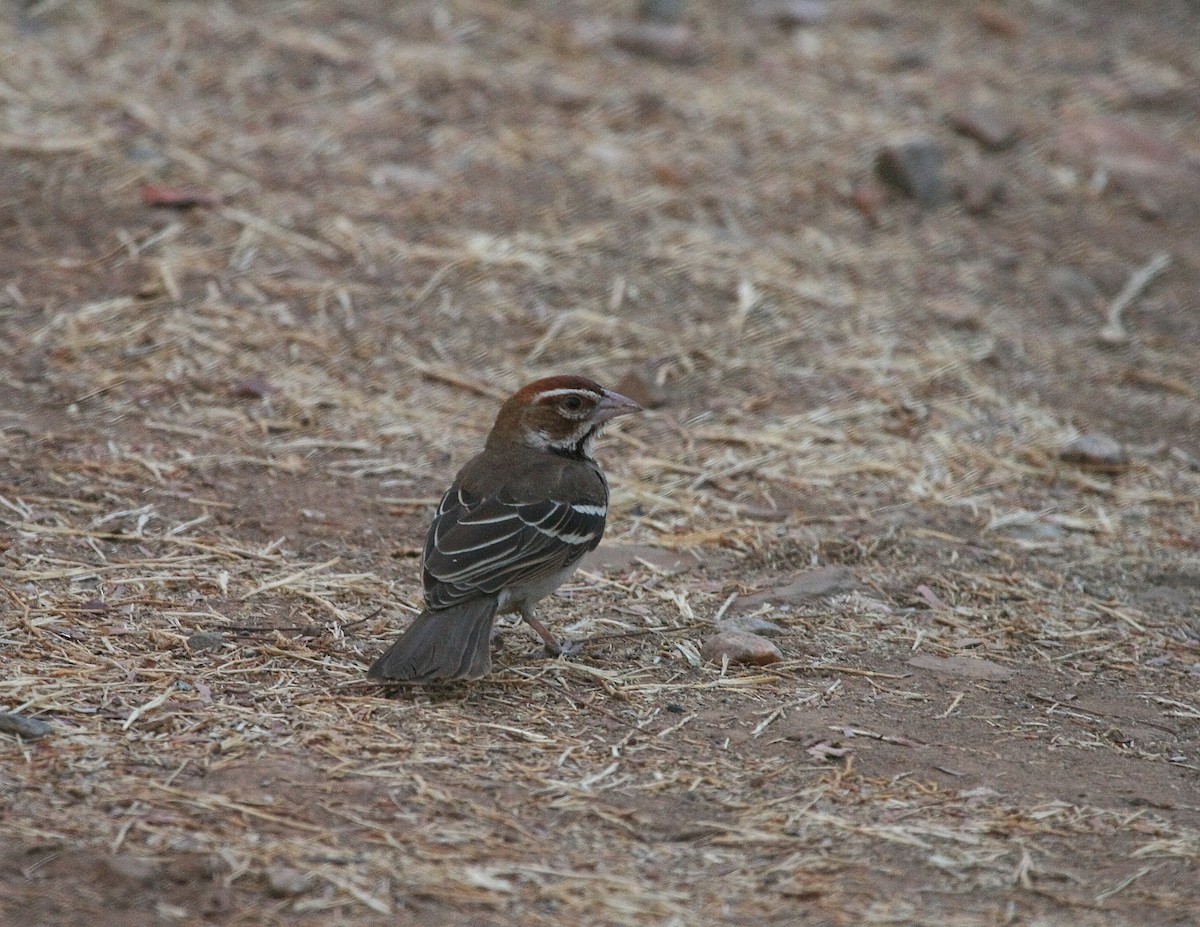 Chestnut-crowned Sparrow-Weaver - ML619760323