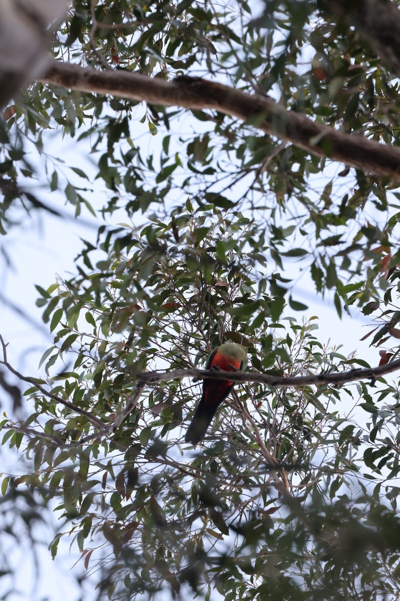 Avustralya Kral Papağanı - ML619760392