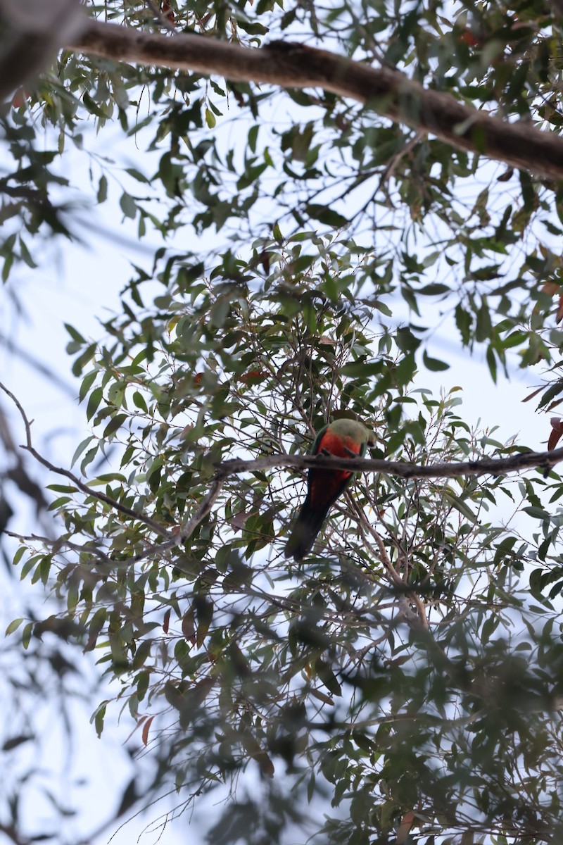 Avustralya Kral Papağanı - ML619760394