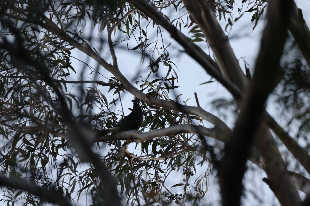 Pied Currawong - ML619760415
