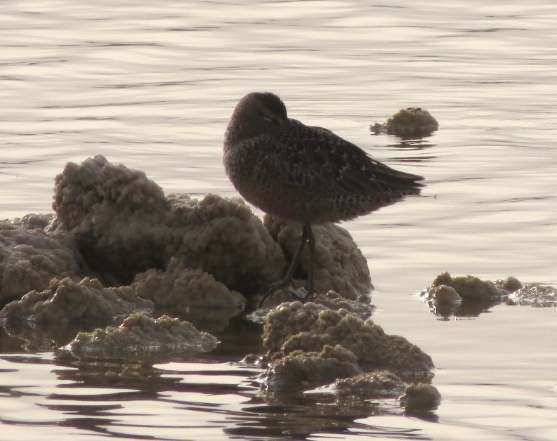 Long-billed Dowitcher - ML619760434