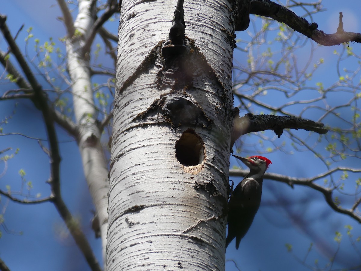 Pileated Woodpecker - ML619760455