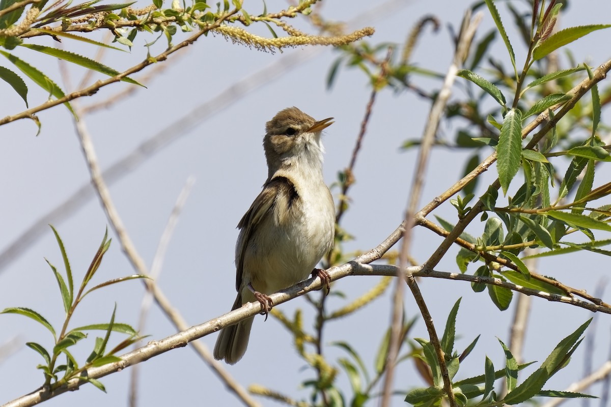 Common Reed Warbler - ML619760484