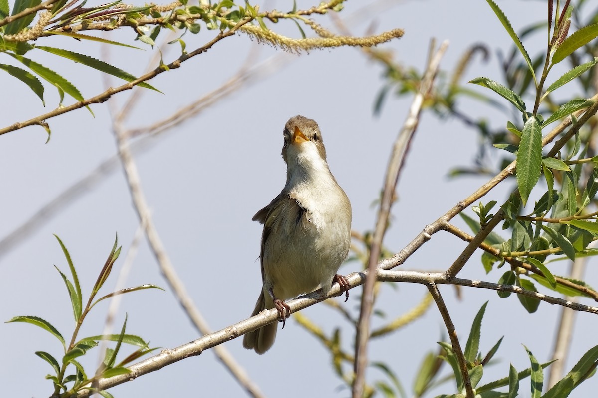 Common Reed Warbler - ML619760485