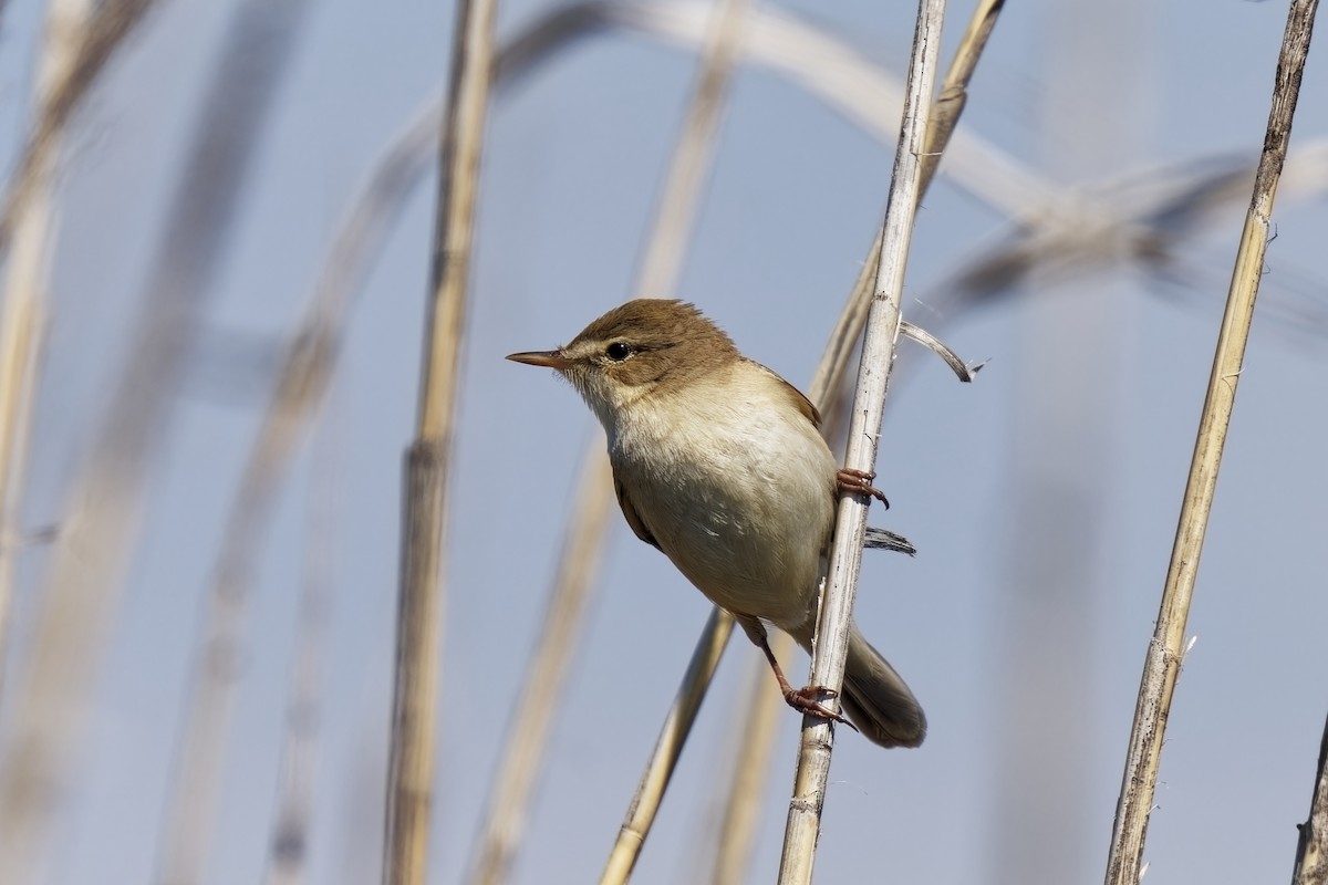 Common Reed Warbler - ML619760486