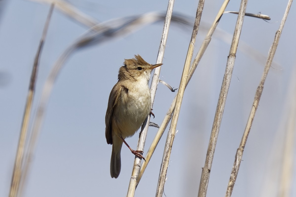 Common Reed Warbler - ML619760487