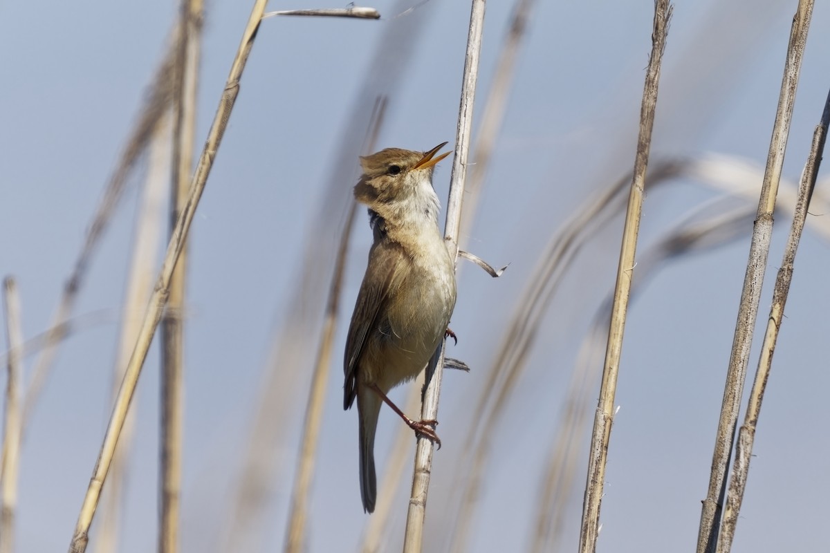Common Reed Warbler - ML619760488
