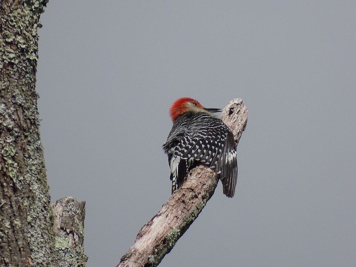 Red-bellied Woodpecker - ML619760499