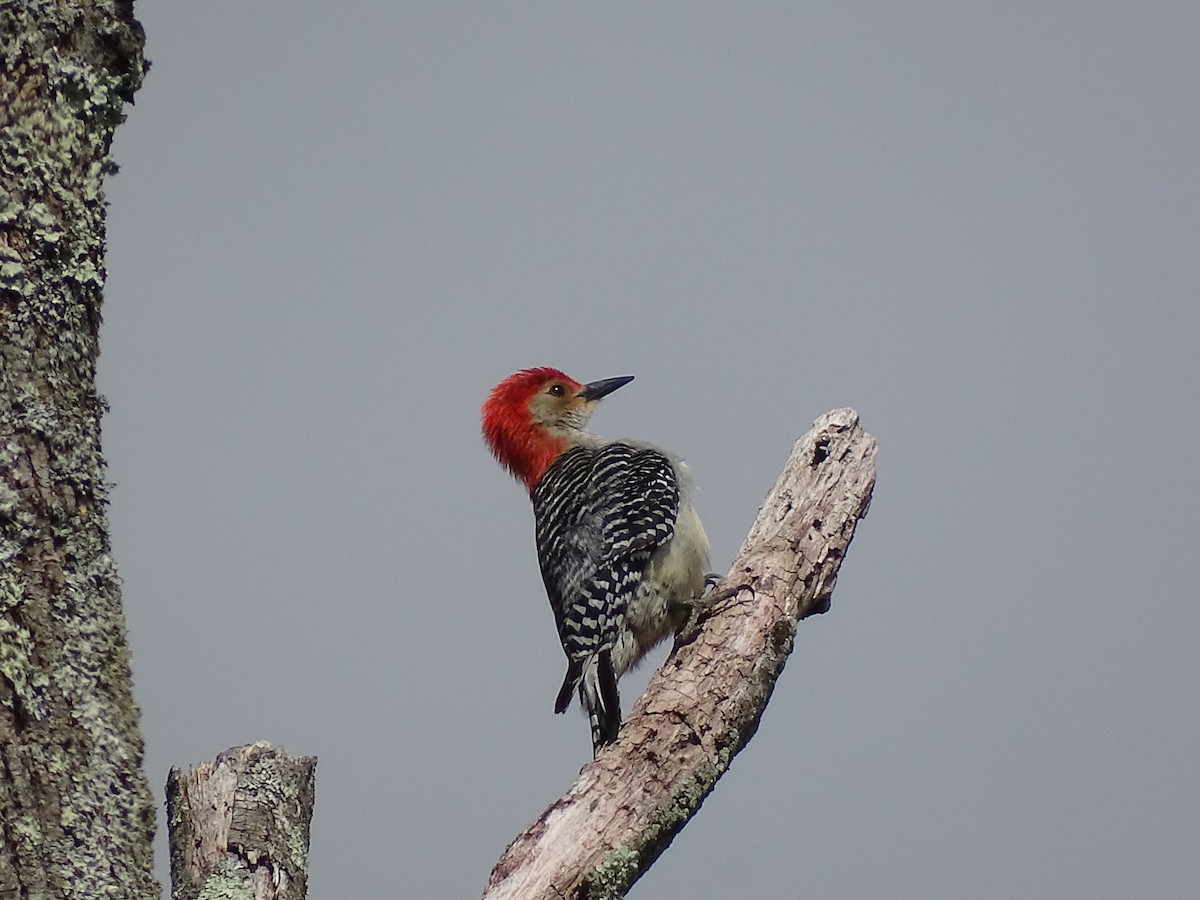 Red-bellied Woodpecker - ML619760500