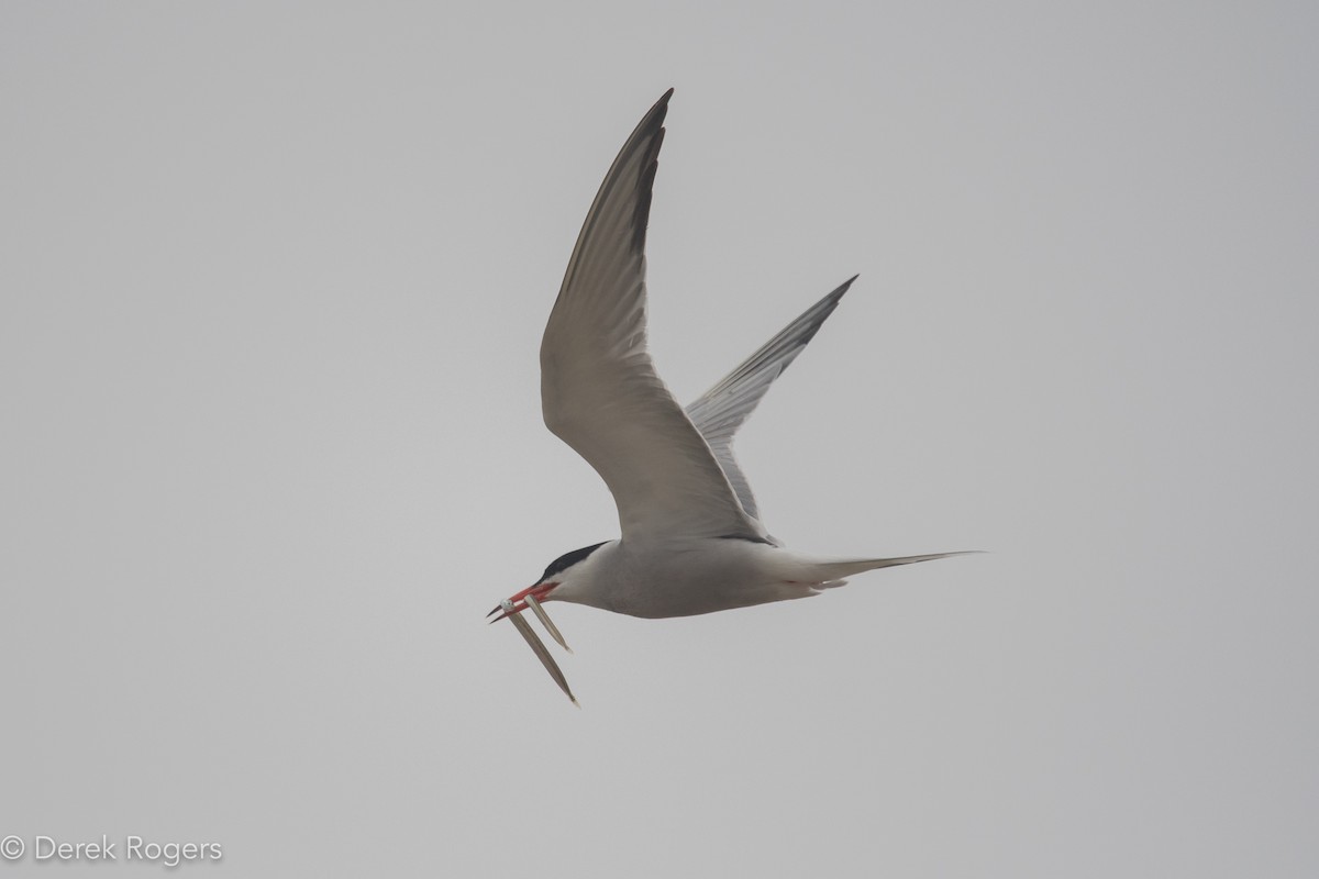 Common Tern - Derek Rogers