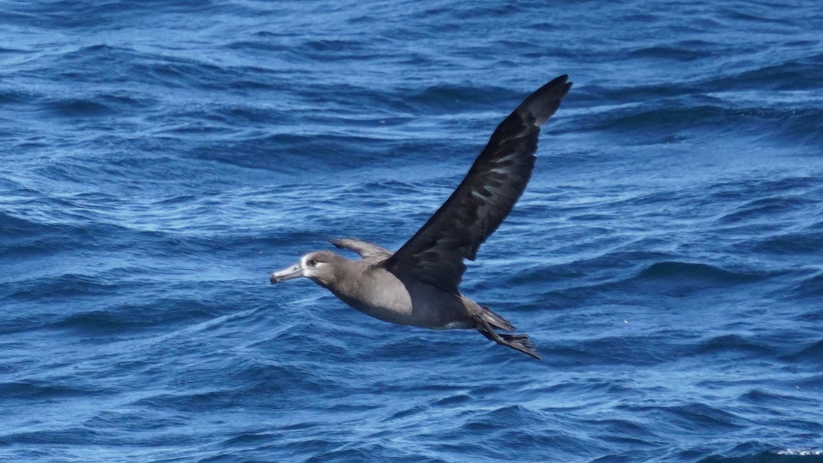 albatros černonohý - ML619760582