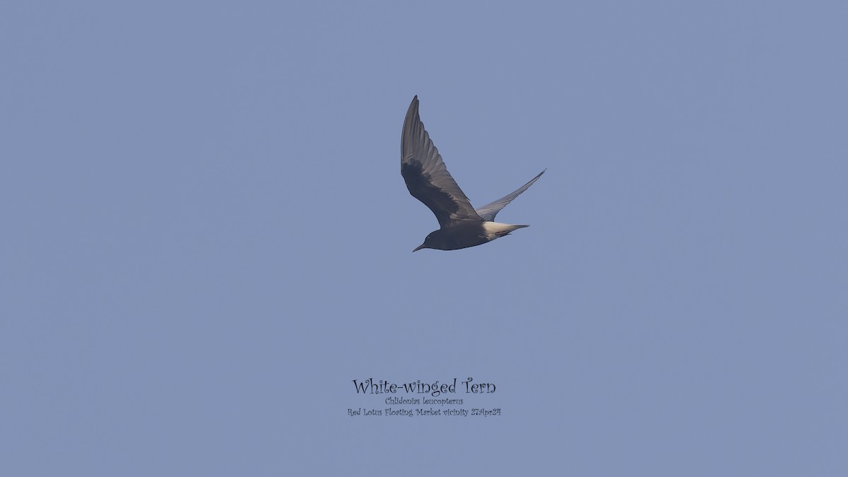 White-winged Tern - ML619760593