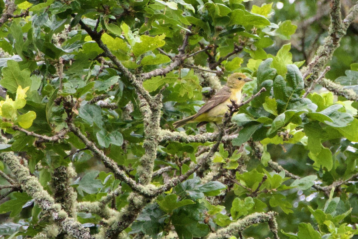 Western Tanager - ML619760596