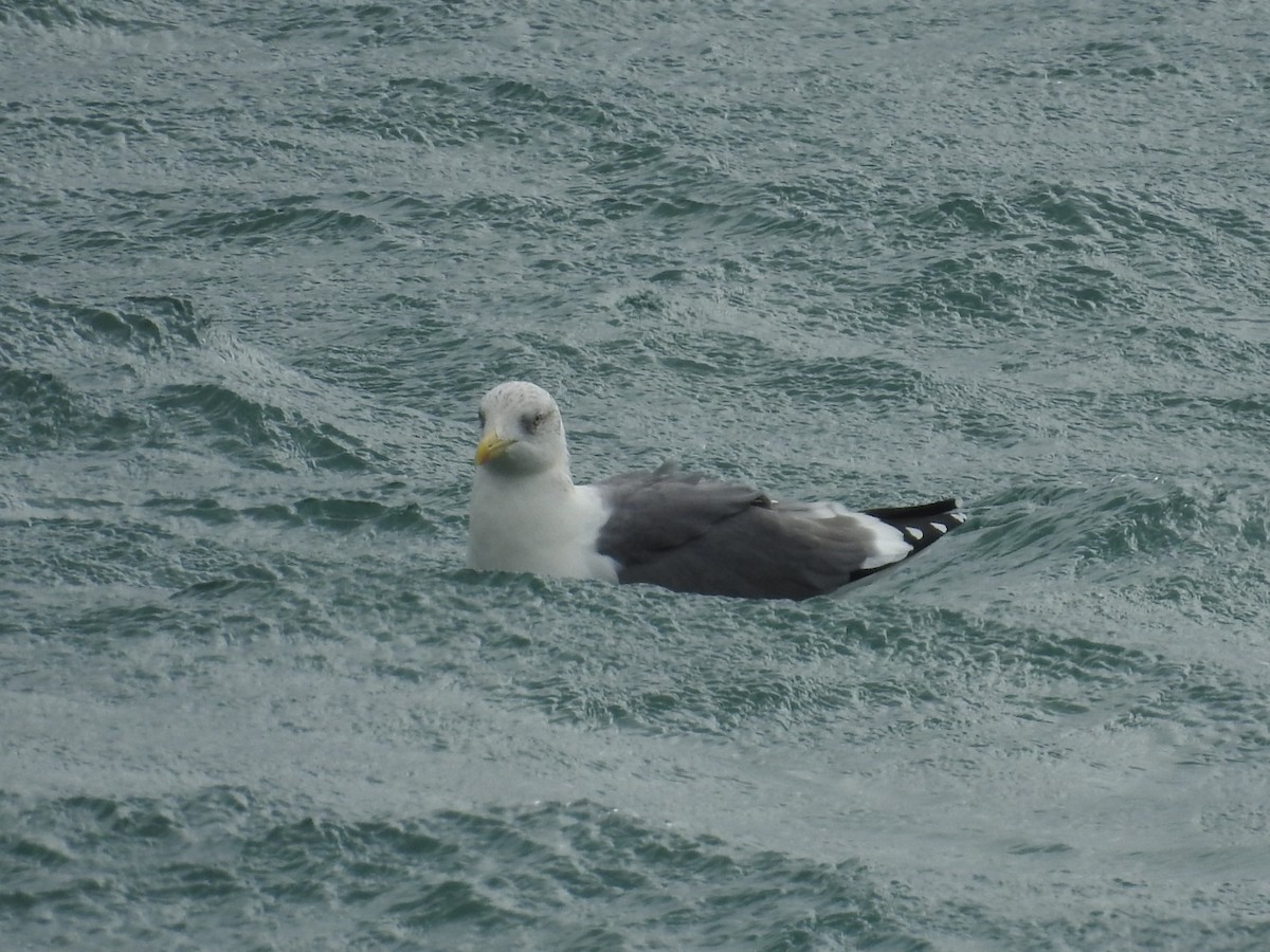 Lesser Black-backed Gull (taimyrensis) - ML619760597