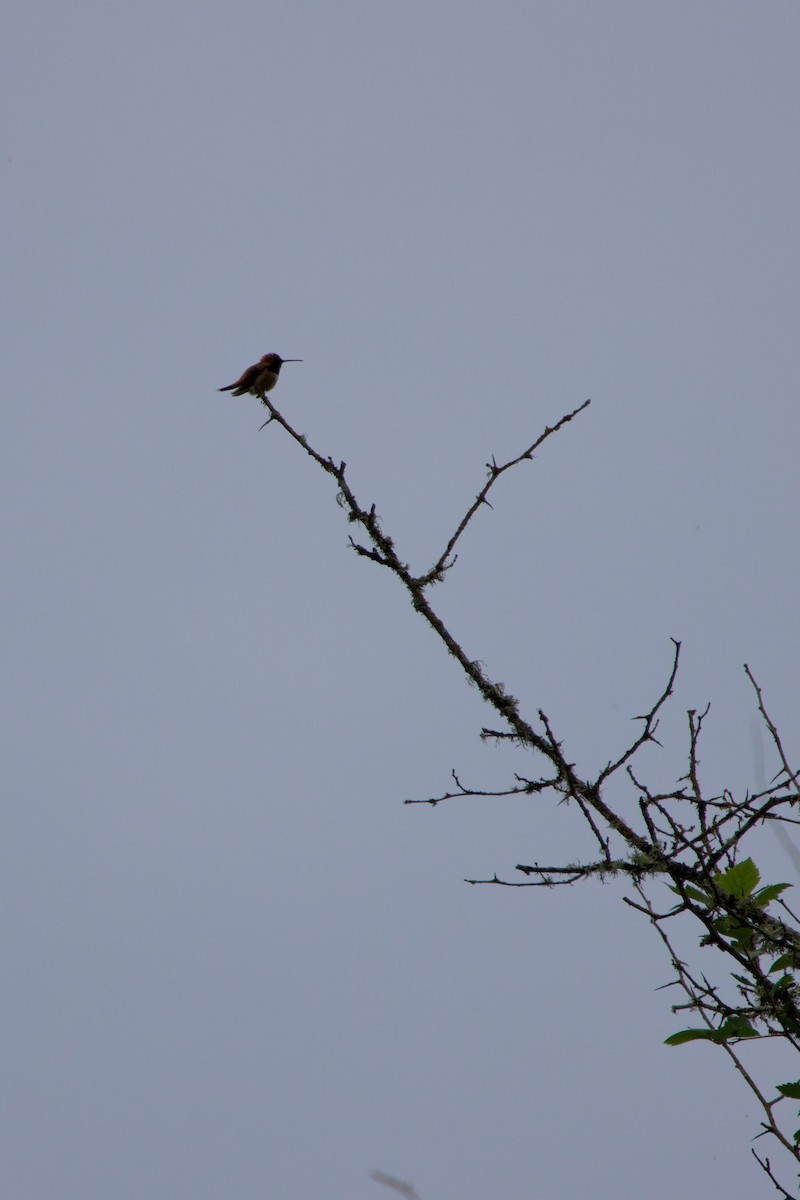 Rufous Hummingbird - ML619760608