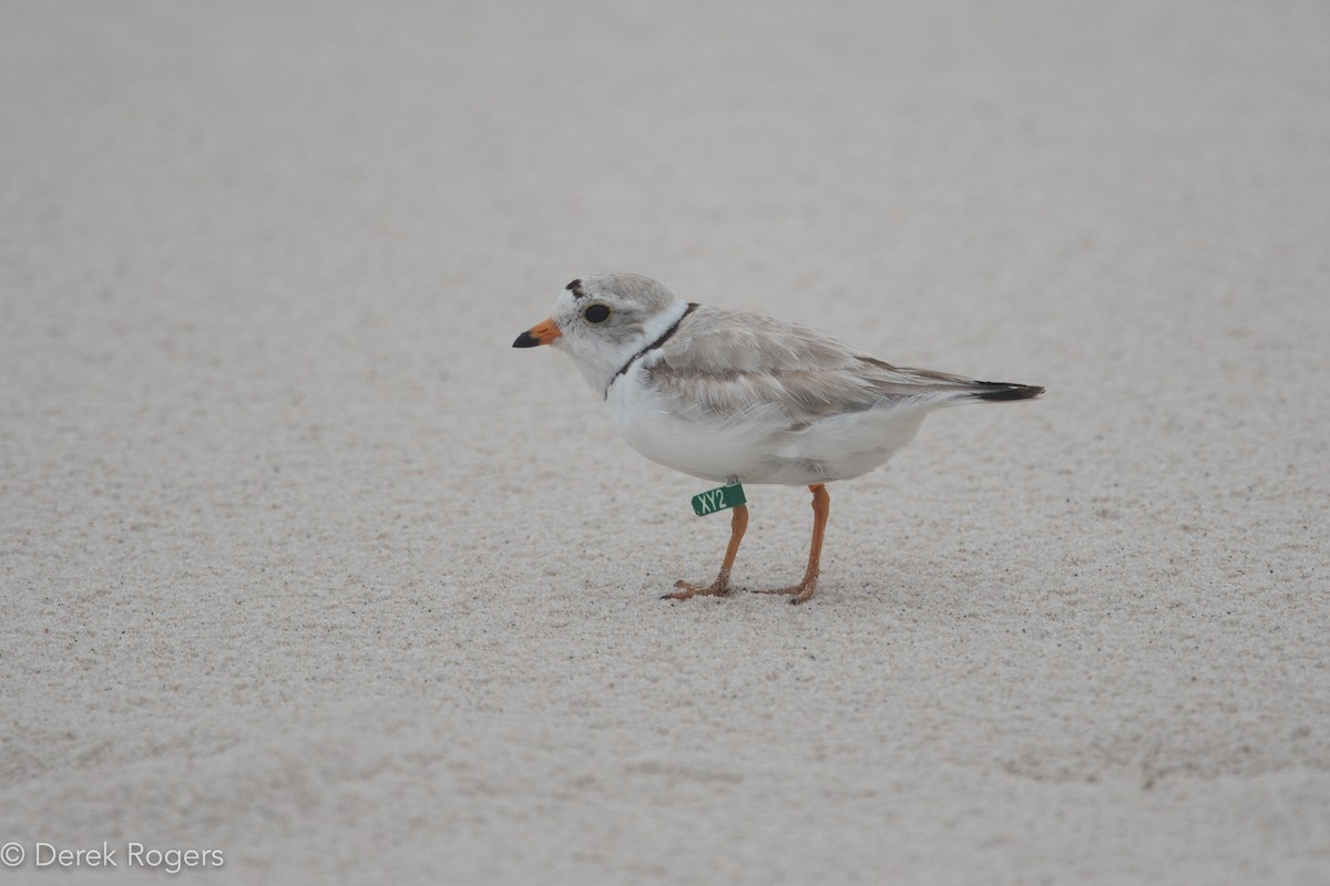 Piping Plover - ML61976061
