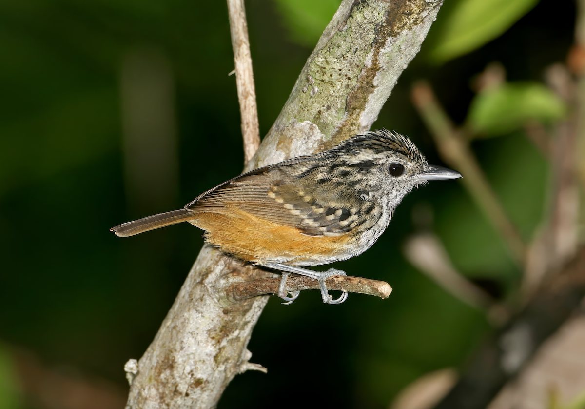 Peruvian Warbling-Antbird - ML619760614
