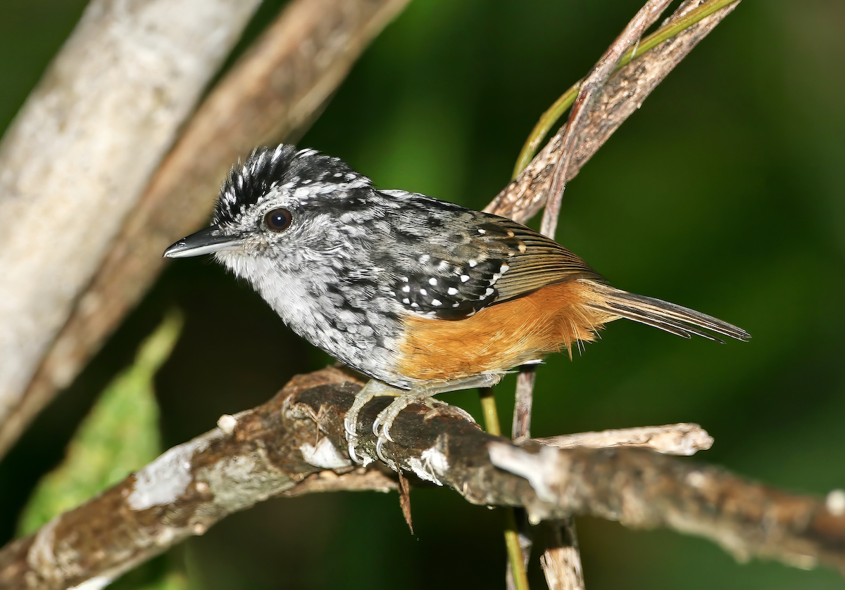 Peruvian Warbling-Antbird - ML619760615