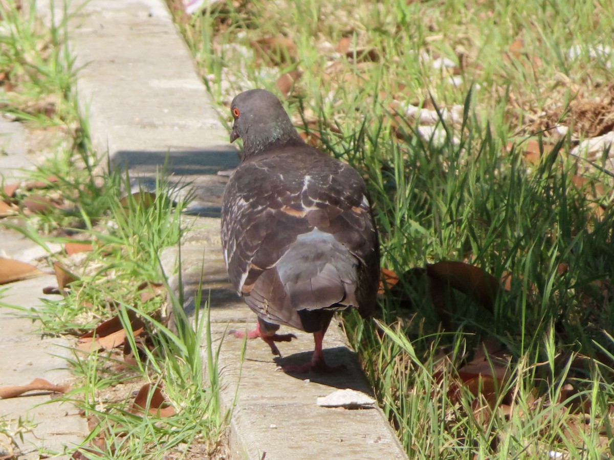 Rock Pigeon (Feral Pigeon) - ML619760624