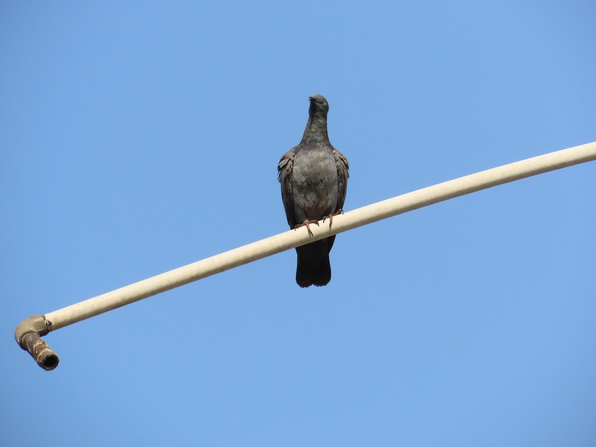 Rock Pigeon (Feral Pigeon) - ML619760638